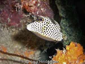 My little spotted friend! by Lisa Hinderlider 